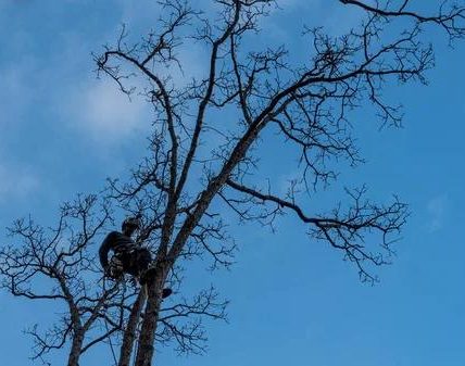 Tree Trimming Service That Improves Curb Appeal