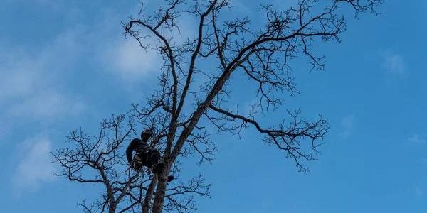 Tree Trimming Service That Improves Curb Appeal