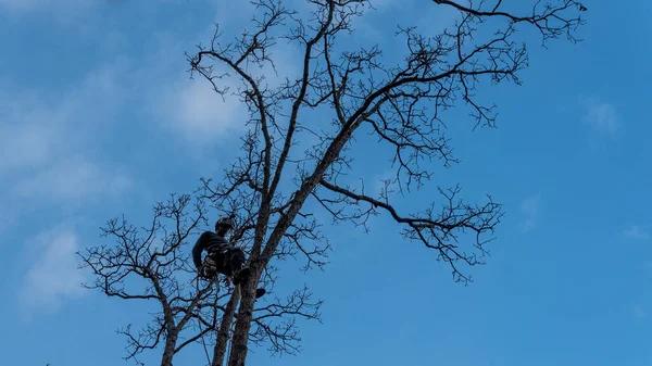 Tree Trimming Service That Improves Curb Appeal