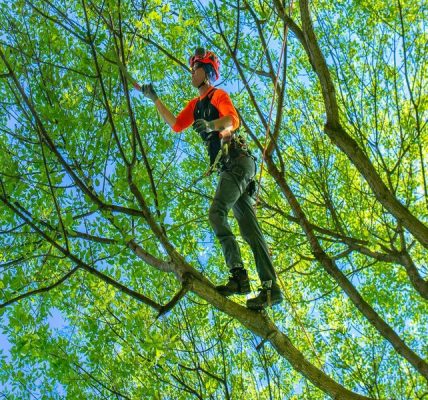 Tree Trimming Experts for Clean, Shaped, and Safe Trees