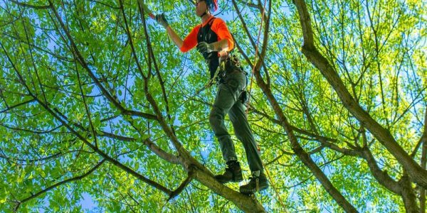 Tree Trimming Experts for Clean, Shaped, and Safe Trees