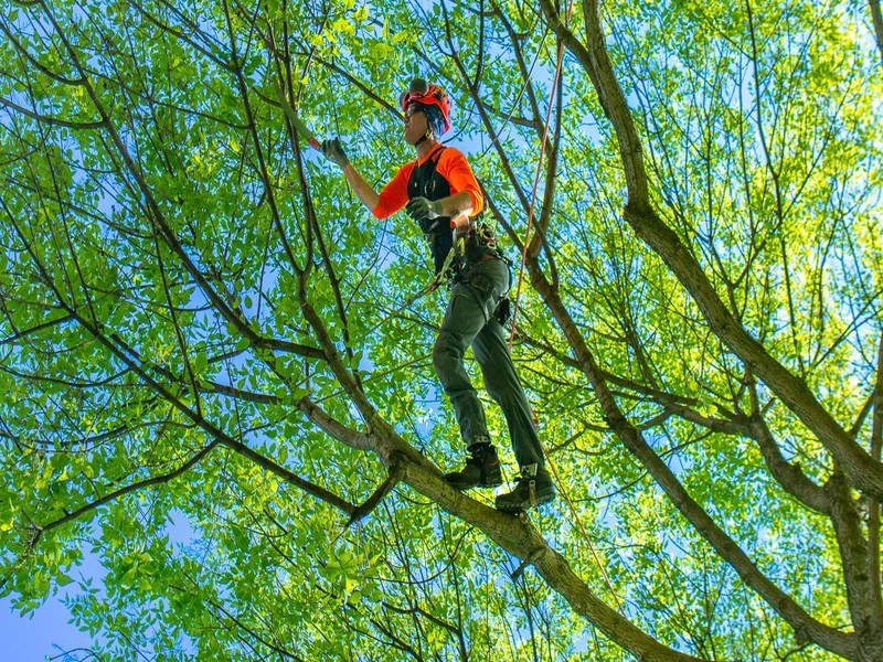 Tree Trimming Experts for Clean, Shaped, and Safe Trees