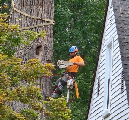 Springfield Tree Removal for Residential Properties