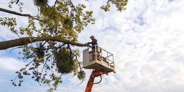 Sindt Tree Service Trusted Local Experts for Complete Tree Care