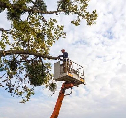 Tree Cutting Service That Keeps Your Yard Clean and Safe