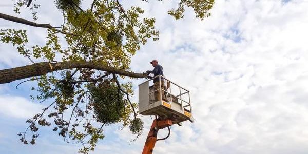 Tree Cutting Service That Keeps Your Yard Clean and Safe
