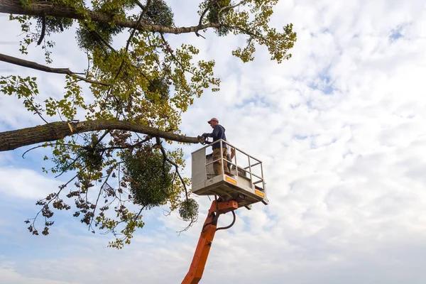 Tree Cutting Service That Keeps Your Yard Clean and Safe