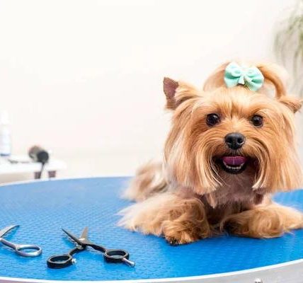Shampoochi Day Spa Mobile Grooming Expert Dog Grooming Services at Your Doorstep
