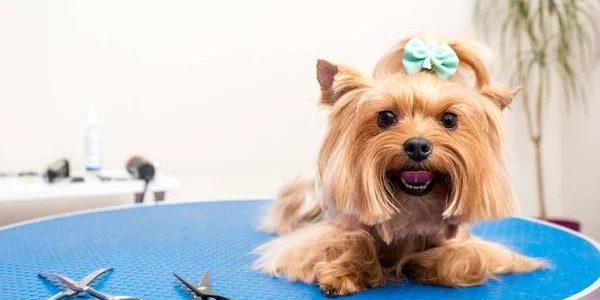 Shampoochi Day Spa Mobile Grooming Expert Dog Grooming Services at Your Doorstep