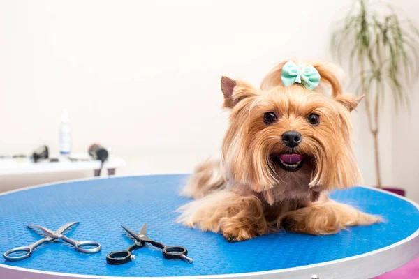 Shampoochi Day Spa Mobile Grooming Expert Dog Grooming Services at Your Doorstep