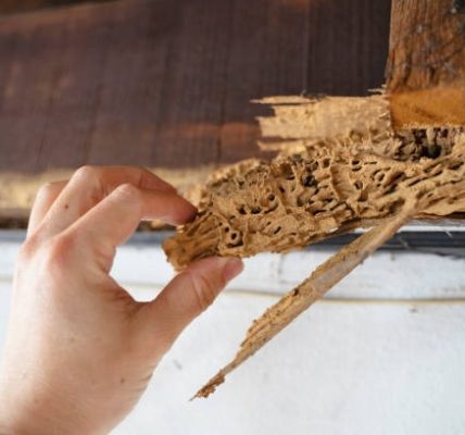 Best Roof Replacement Bellevue Services for Your Home