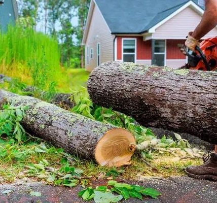 Springfield Tree Services for Safe Tree Removal
