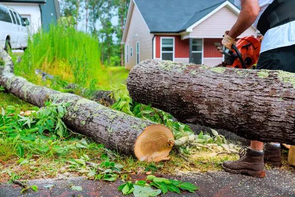 Springfield Tree Services for Safe Tree Removal