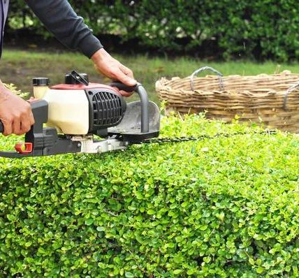 Tree Removal Services Near Me Efficient, Fast, and Affordable Help