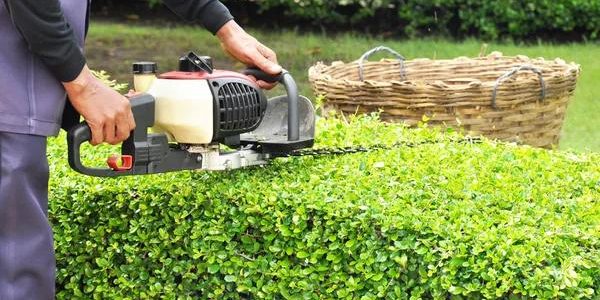 Tree Removal Services Near Me Efficient, Fast, and Affordable Help