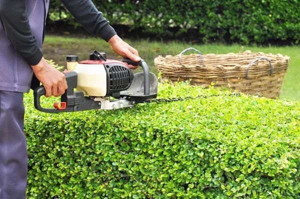 Tree Removal Services Near Me Efficient, Fast, and Affordable Help
