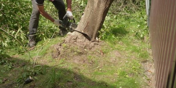 Dependable Tree Service Mobile for Improving Your Landscape Appearance