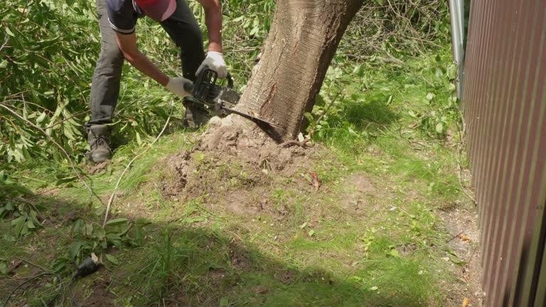 Dependable Tree Service Mobile for Improving Your Landscape Appearance